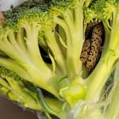 Budget supermarket, Aldi, has apologised after a grandad found a snake in a bag of broccoli purchased at the store. 