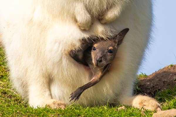Baby wallaby emerges from mother's pouch.