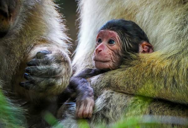 Baby Barbary macaques cuddle their mothers.