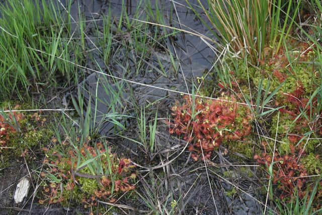Could Winmarleigh Moss help combat global warming?