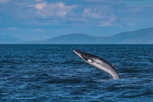 A minke whale breaching off Raithlin Island, County Antrim.