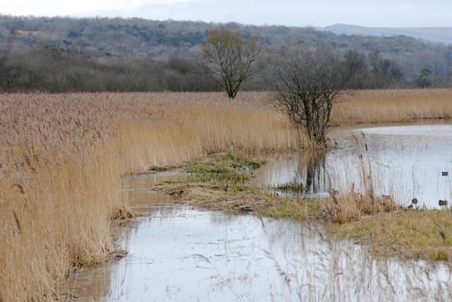 RSPB Nature Reserve Leighton Moss Feature. Reed beds at Leigton Moss.