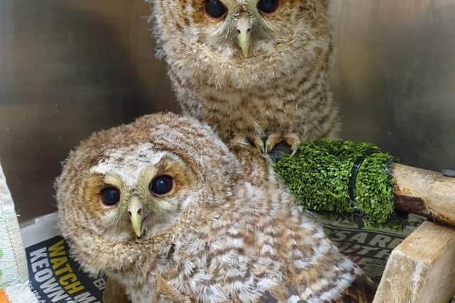 The baby tawny owls discovered at Wigan Waste Water Treatment Works in Ormskirk