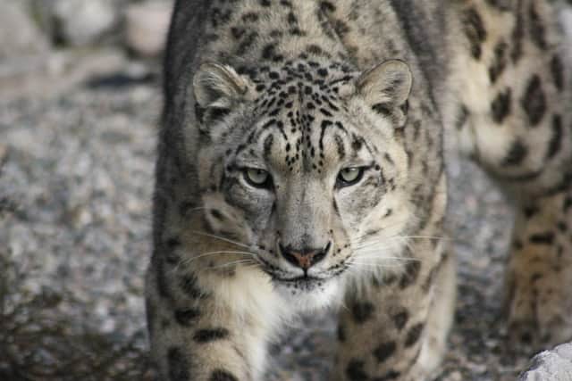 Snow leopard at Lakeland Wildlife Oasis.