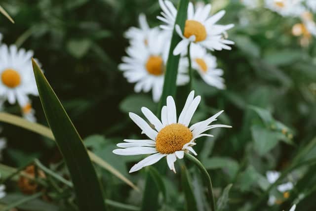 Healing power of daisies