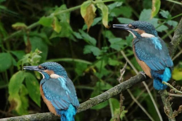 Kingfishers will benefit from cleaner rivers
