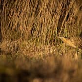 Bittern in the reedbed at Leighton Moss nature reserve at Silverdale. Picture: rspb-images.com.