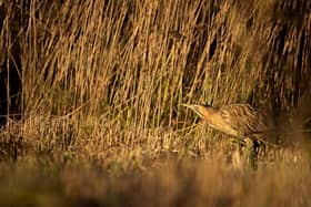 Bittern in the reedbed at Leighton Moss nature reserve at Silverdale. Picture: rspb-images.com.