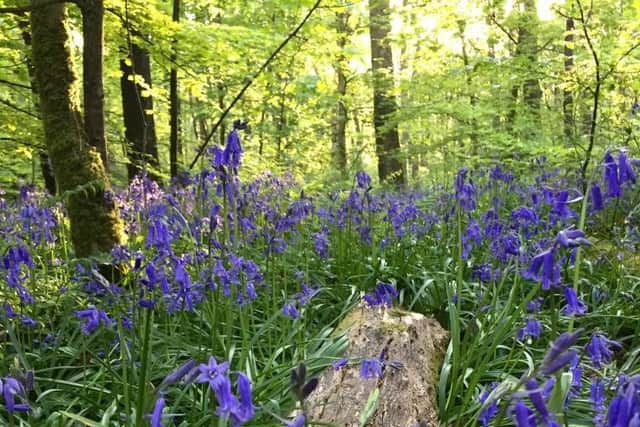 Bluebells have grown in abundance this year.