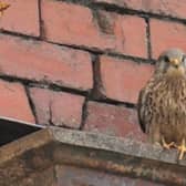 One of the kestrels spotted on Luneside Industrial Estate.