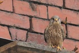 One of the kestrels spotted on Luneside Industrial Estate.