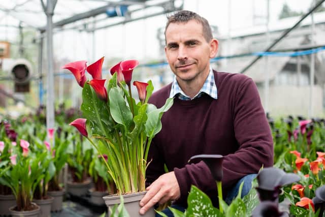 Matthew Smith pictured with zantedeschias at Brighter Blooms in Walton-Le-Dale