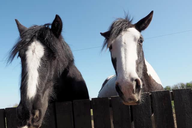 The RSPCA says a recession caused by the Covid-19 pandemic could mean hundreds of horses being dumped by owners and breeders who cant afford to care for them
