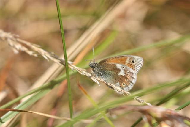 The first Manchester Argus butterfly  pictured on Manchester's peatlands by Andy Hankinson