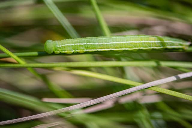 Manchester argus caterpillar at Chester Zoo (photo: Chester Zoo)