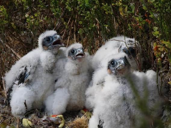 Peregrine falcon chicks in the Forest of Bowland have been fitted with two rings to help track their future movements.