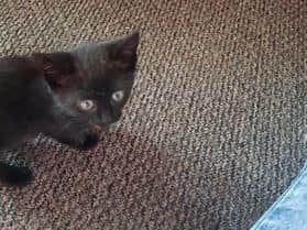 Little kitten Macavity had to be rescued from the cavity wall of a house.