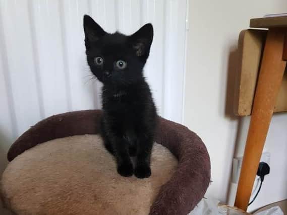 Kitten Macavity had to be rescued after becoming trapped in the cavity wall of a flat.