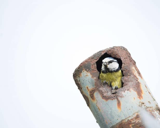 Blue tit Cyanistes caeruleus, adult leaving nest which is in a rusty pipe, Hertfordshire. Photo: Ben Andrew (rspb-images-com).