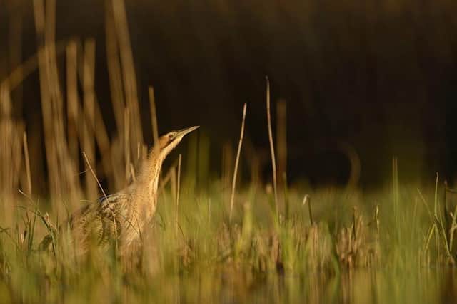 A bittern at the reserve. Photo: RSPB Leighton Moss.