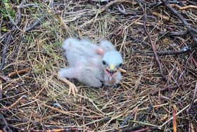 Solo', a hen harrier chick born and raised this year in the Forest of Bowland.