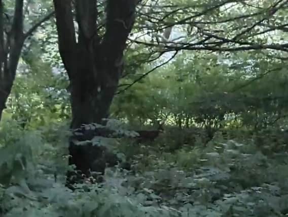 The deer spotted near Lancaster Castle. Photo from video by Jon Price