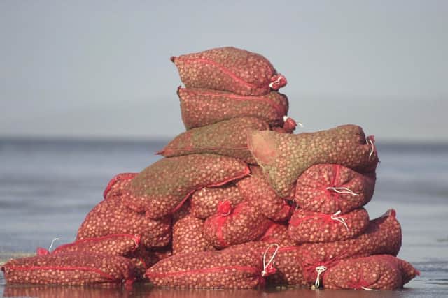 Unwanted bagged cockles stand in an erie memorial to the Chinese cocklers who perished in Morecambe Bay. Picture: Garth Hamer.