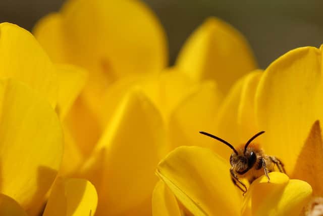 Overall winner was Marco McGinty from Largs, Ayrshire, with his photo of a bee on gorse flowers.