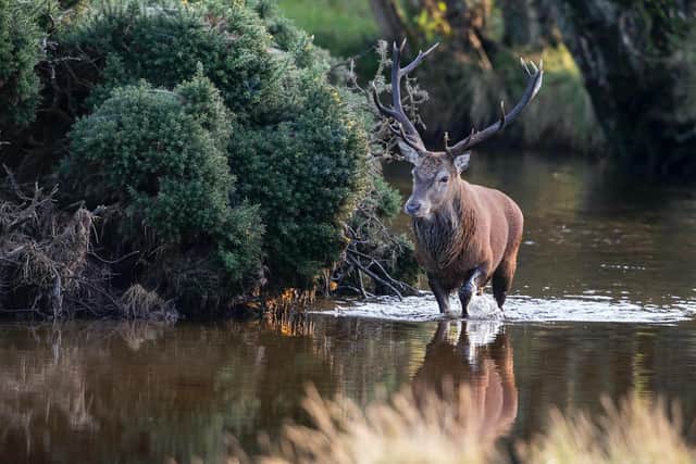 Runner up was Val Gall, from Bridge of Cally, Perthshire, with her intimate portrait of a Red Deer stag stopping for a drink in a river.