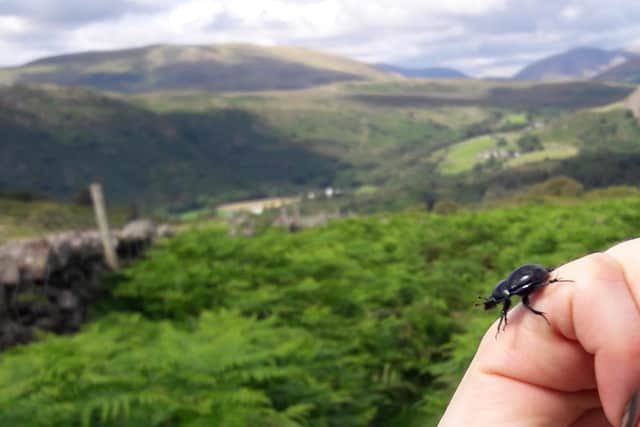Essential dung beetles in Cumbria.