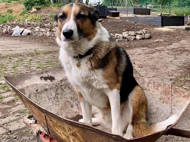 Fr Philip Conner's dog, Bosco, takes a rest in a wheelbarrow during work on the new community garden.