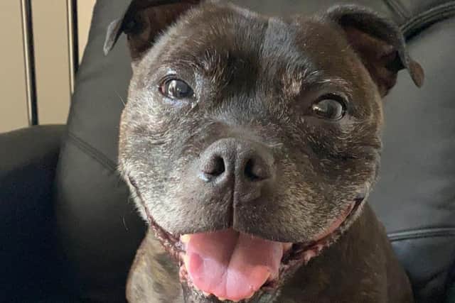 Ava, a usually happy Staffie, was found collapsed on a bed, hyperventilating and surrounded by splatters of blood after she was spooked by fireworks outside her home.