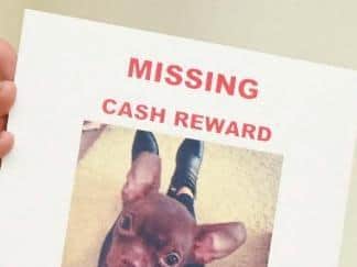 A file image of a poster appealing for help finding a missing dog