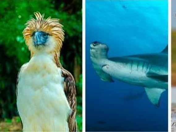 New charity WAWA Conservation sets out to raise funds for three species at risk of extinction. Philippine Eagle - Travel Philippines. Scalloped Hammerhead Shark in the Galapagos Islands - Simon Pierce, courtesy of Galapagos Conservation Trust.