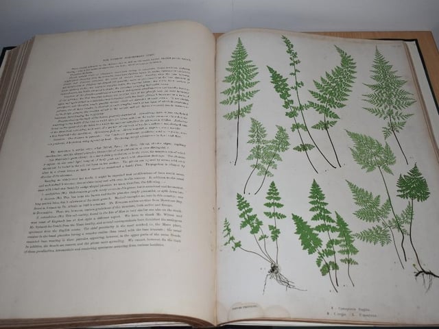 Pages from a rare book on ferns, expected to make more than £3,000 at auction this month.