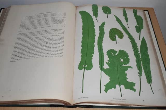 Pages from a rare book on ferns, expected to make more than £3,000 at auction this month.