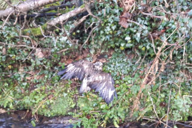 The buzzard was taken to Wolfwood animal rescue service in Lancaster.