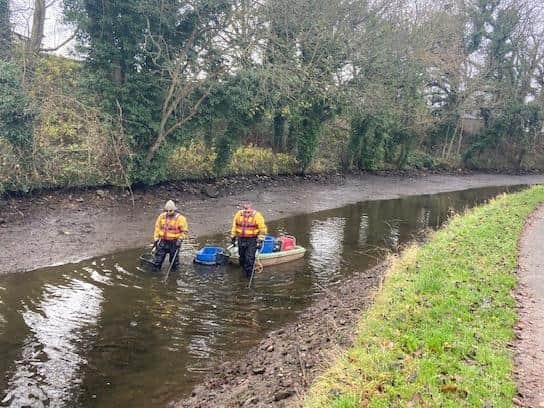Fish rescue on the Lancaster Canal.