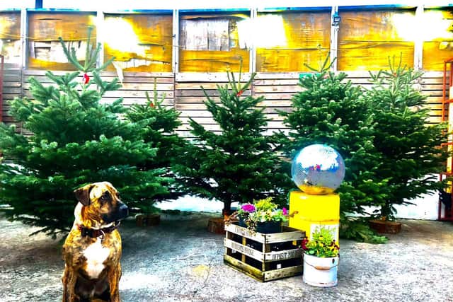 Nordmann Fir Christmas trees will be on sale.