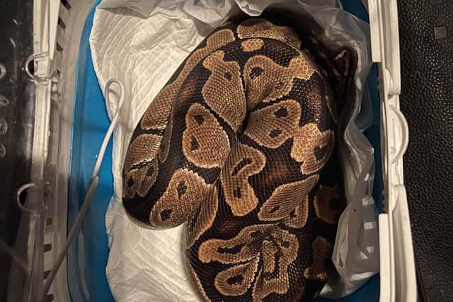 This python was found in a tumble dryer in Southport. The rescue of the snake made the RSPCA’s top 20 most amusing rescues of 2020.