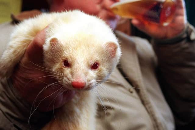 A competitor in the British Working Ferret Championships