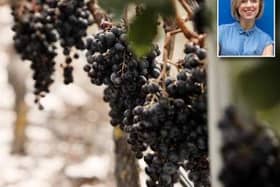 Syrah grapes hang in the Craggy Range vineyard. Inset, Rebecca Gibb MWMain image credit: Craggy Range