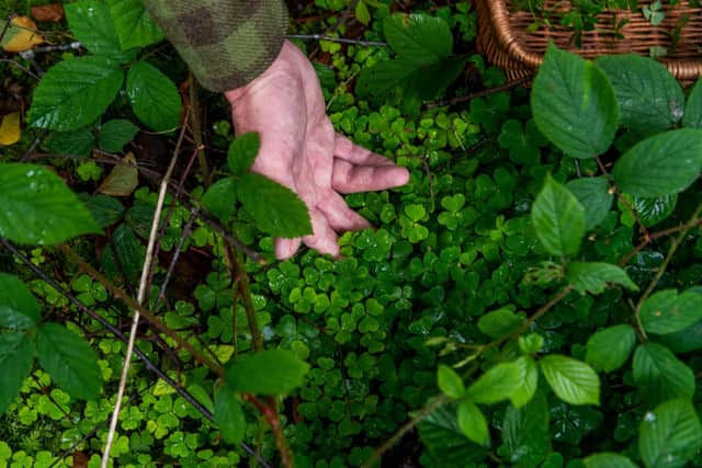 Professional forager Chris Bax, from 'Taste the Wild' runs foraging courses with his wife Rose, from their own 18 acre wood near Easingwold, North Yorkshire. Pictured Chris Bax, collecting Wood Sorrel. Date: 4th August 2020. Picture James Hardisty.