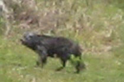 A photo of the 'Beast of Buckshaw' which was revealed as a hoax