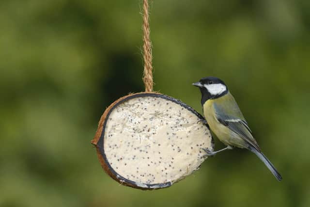 Great tit Parus major, on RSPB coconut treat feeder, Potton, Bedfordshire, October. Picture by Chris Gomersall (rspb-images.com).