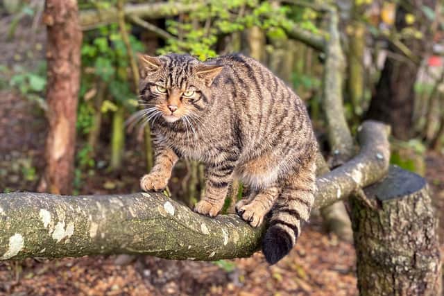 One of the Scottish wildcats at Lakeland Wildlife Oasis that can be seen on Burns Night weekend.