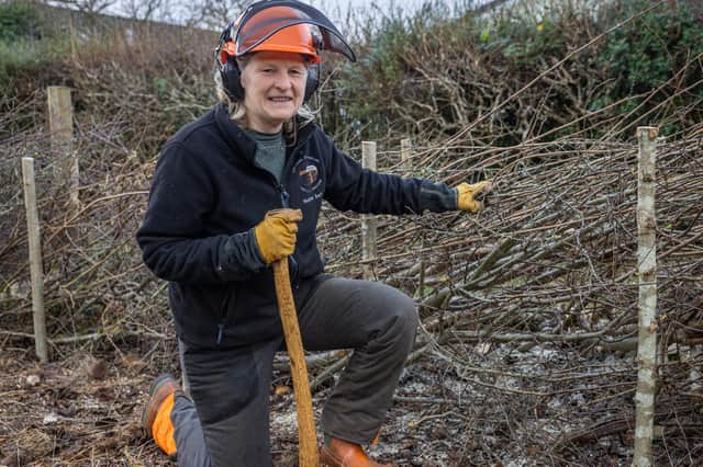 One of the competitors in the annual Lancashire & Westmorland Hedgelaying Association competition at Dobshall Wood. Picture by Brad Cheek.