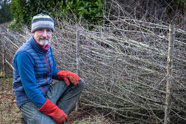 One of the competitors in the annual Lancashire & Westmorland Hedgelaying Association competition at Dobshall Wood. Picture by Brad Cheek.