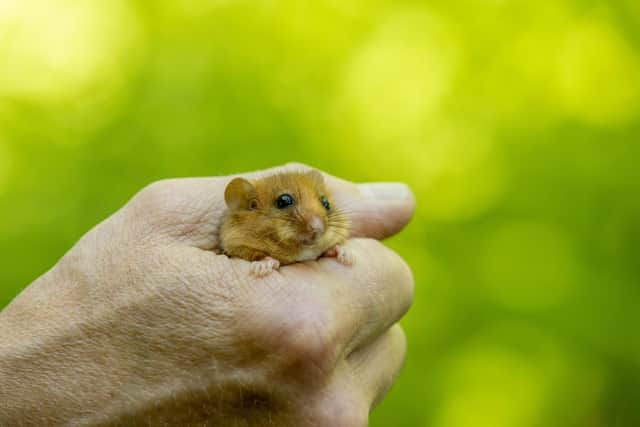 A hazel dormouse before its release in the Arnside & Silverdale AONB. Photo by Jago Miller.