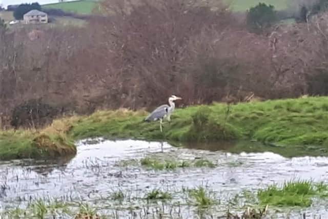 A picture taken by Coun Jean Parr of a heron at the pond on the development site.